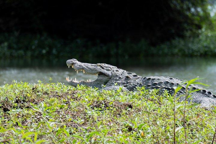 Private Wildlife Safari in Yala National Park Half Day Tour