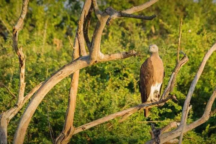 Private Wildlife Safari in Yala National Park Half Day Tour