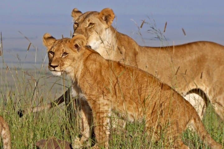 5 Days Kenya Group Safari Tour