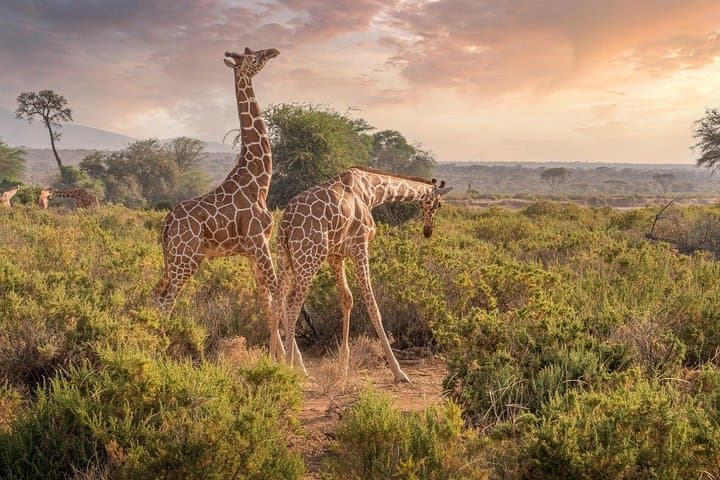 5 Days Kenya Group Safari Tour