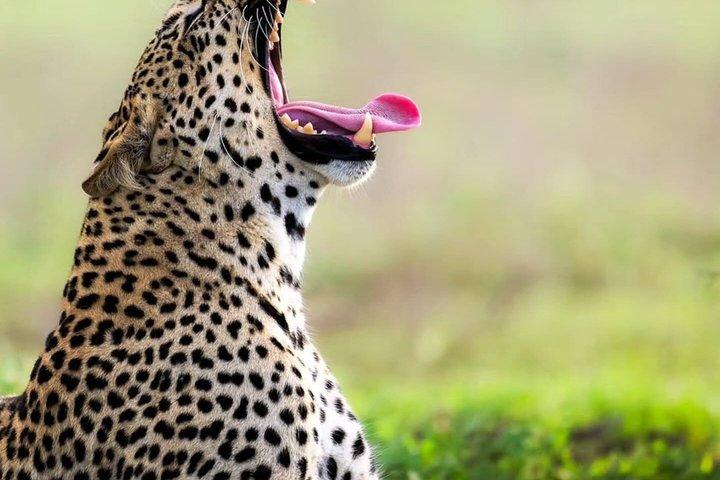 2 Days Tanzania Joining Group Safari to Tarangire and Ngorongoro