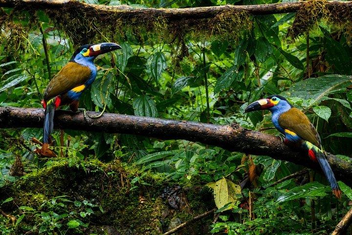 Mindo Cloud Forest Private Tour: Chocolate, Coffee, Birds, Nature