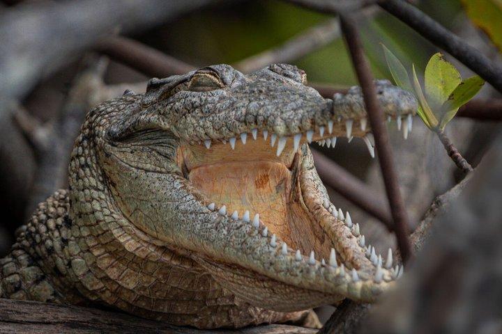 Tamarindo Estuary Tour Wildlife Adventure in Guanacaste