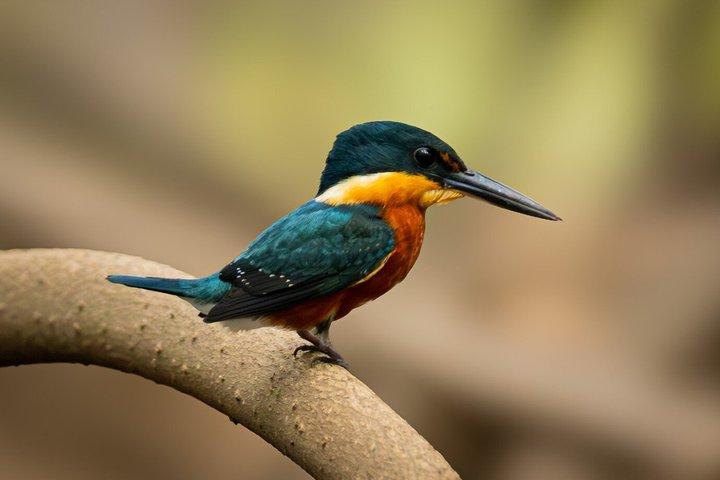 Tamarindo Estuary Tour Wildlife Adventure in Guanacaste