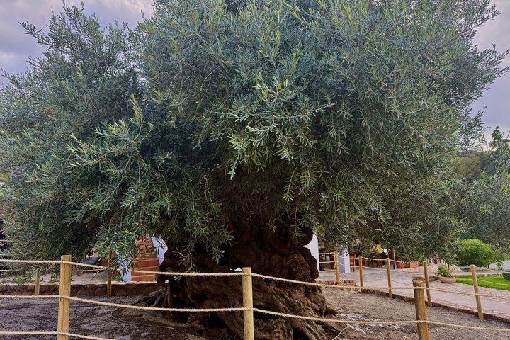 Elafonissi Beach Private Custom Tour – Crete’s Pink Sand Paradise