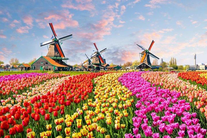 Private Keukenhof Park & Tulip Fields Tour from Rotterdam