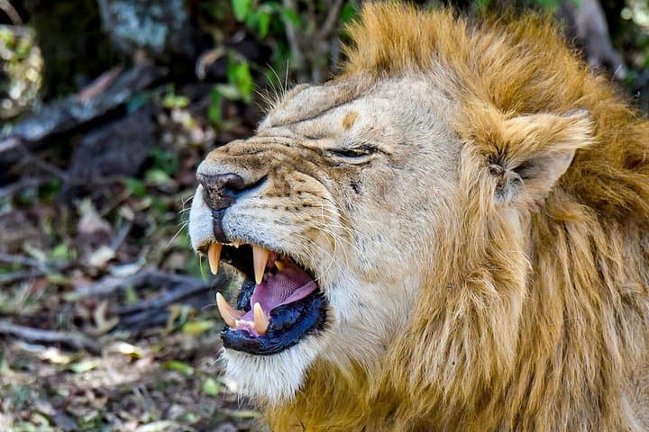 Customized 7 Days Private Kenya Birding & Big Five Safari
