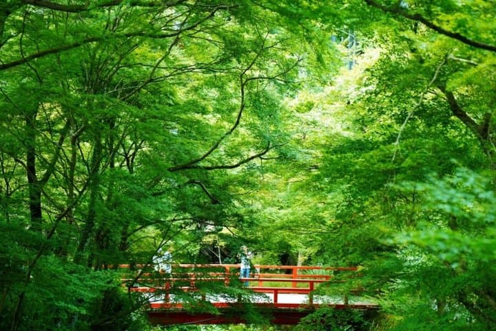 Kyoto Temples and Nature Private Tour from Osaka