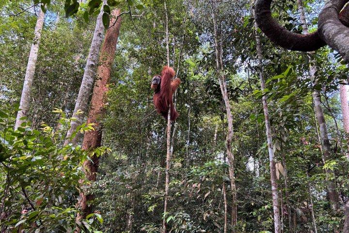 Orangutan Trekking in Bukit Lawang