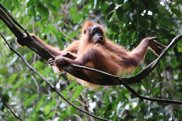Orangutan Trekking in Bukit Lawang