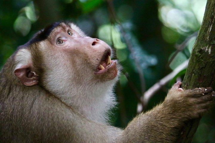 Orangutan Trekking in Bukit Lawang