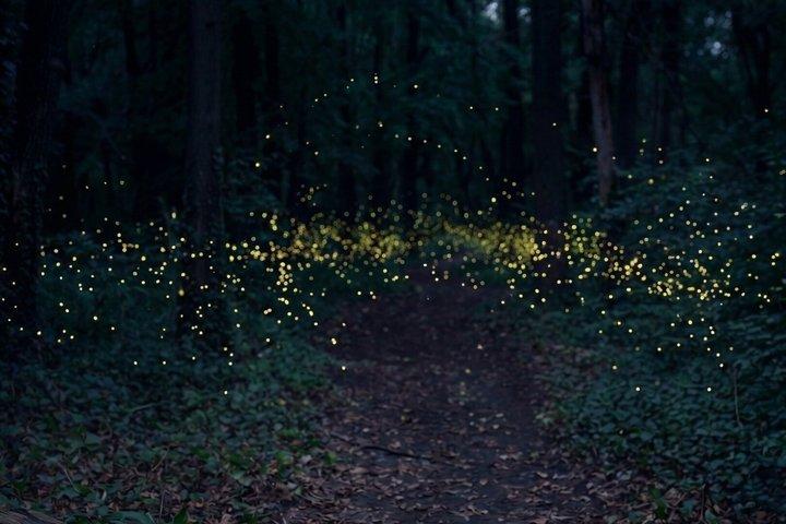 From Puebla: Firefly Sanctuary Tour + Local Dinner