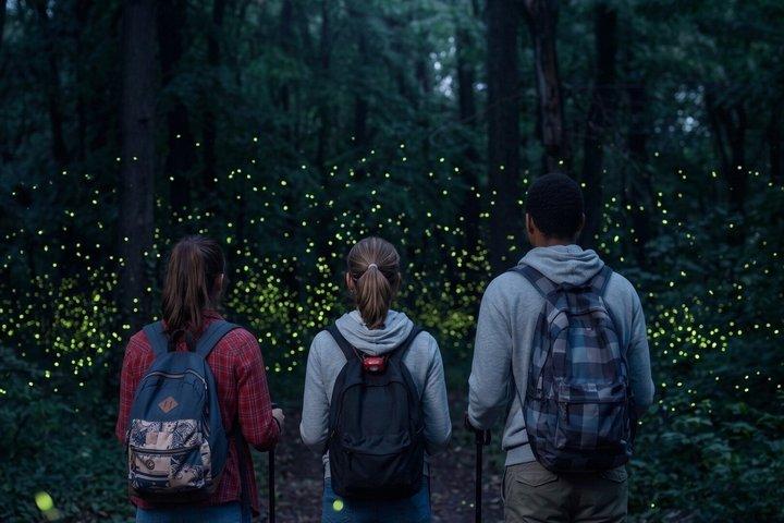 From Puebla: Firefly Sanctuary Tour + Local Dinner