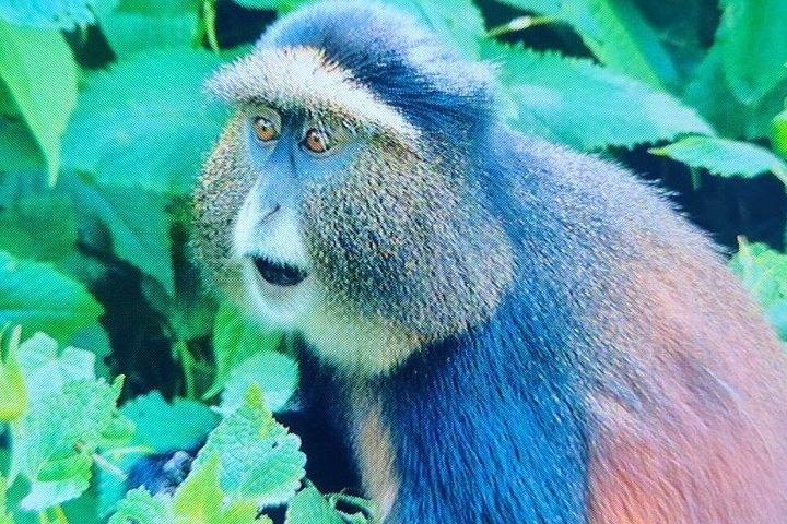 1 Day Golden Monkey Trek Tour in Volcanoes National Park