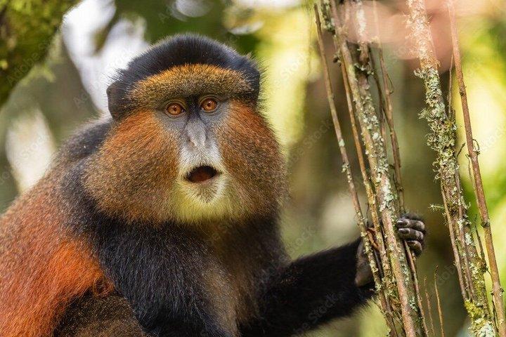 1 Day Golden Monkey Trek Tour in Volcanoes National Park