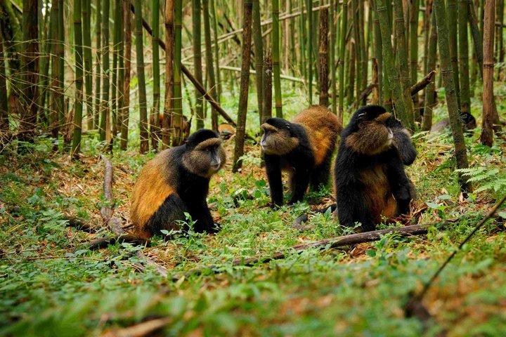 1 Day Golden Monkey Trek Tour in Volcanoes National Park
