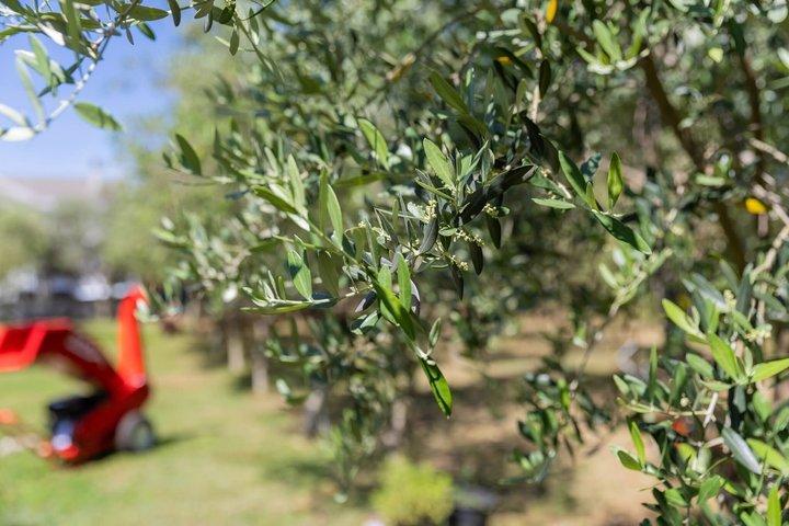 Olive Oil Mill Experience and Tasting in Tuzi