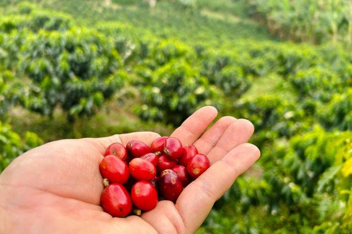 Cocora Valley, Coffee & Philandia Experience