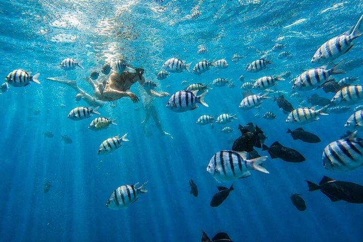 Waikiki: Small Group Turtle Canyon Snorkel Boat Tour