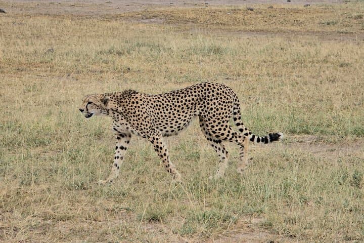 8 Days Kenya Adventure Amboseli Naivasha Nakuru Masai Mara Tour
