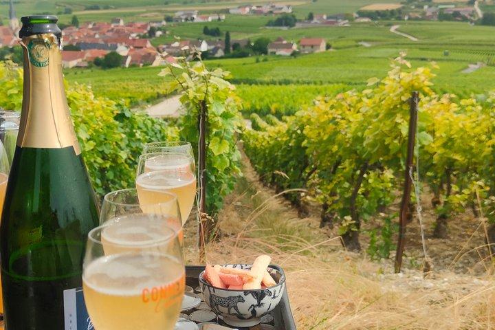 Winery visit and tasting tour in the vineyards