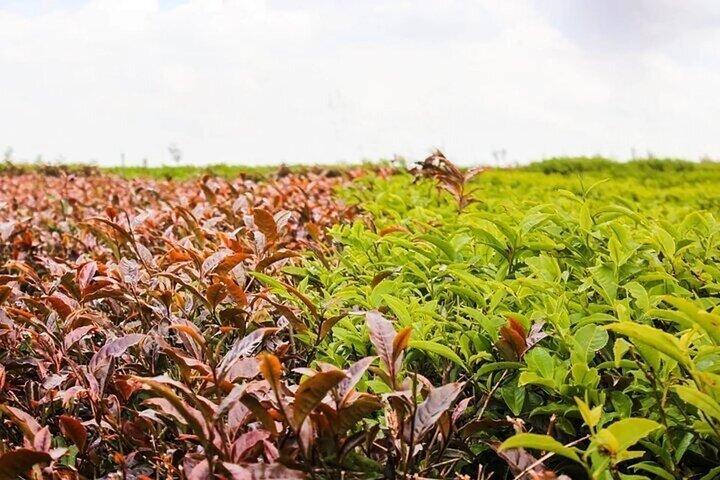 Purple Tea Farm Gatura Greens Day Trip From Nairobi
