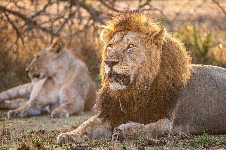 1-Day Akagera National Park Safari from Kigali