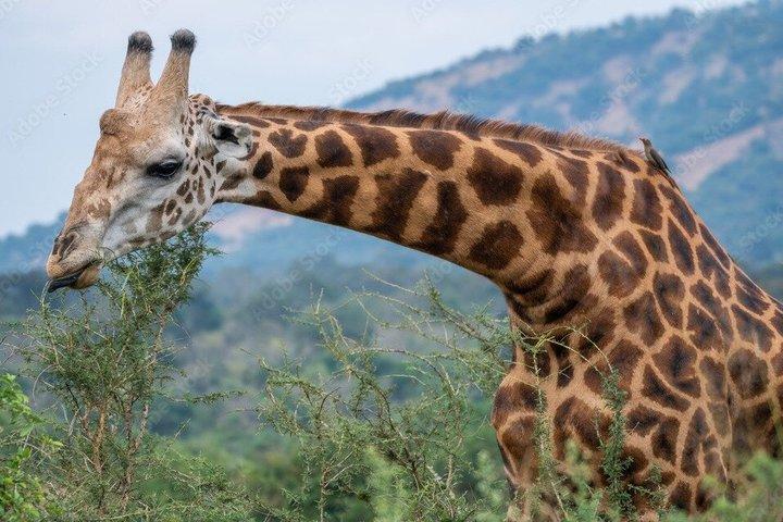 1-Day Akagera National Park Safari from Kigali