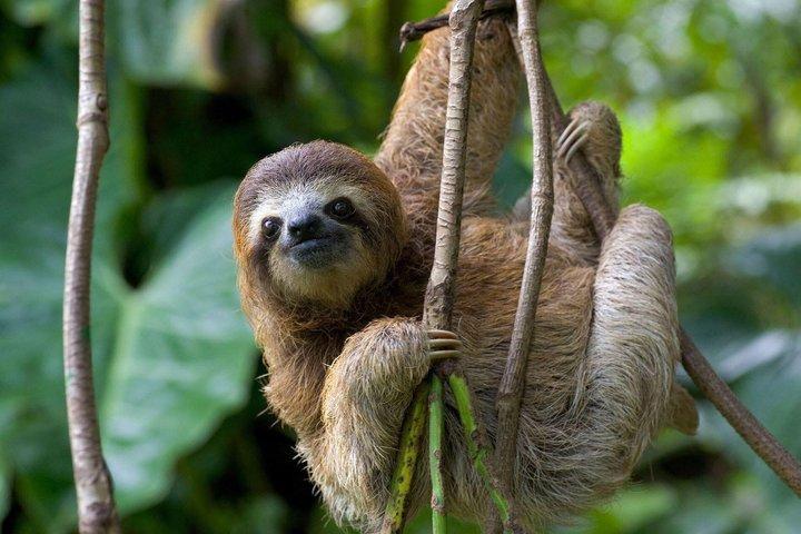 Customized Nature Walk in Manuel Antonio National Park