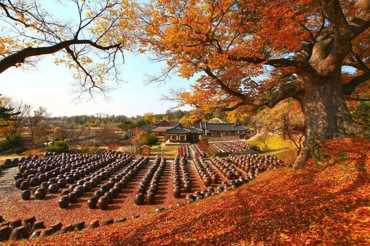 Nonsan 1Day Tour: K-Drama Filming Site & Local Experience