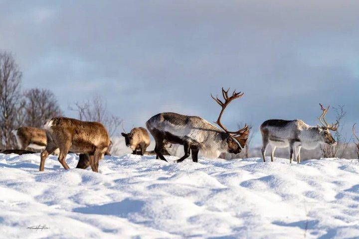 Tromso Reindeer Feeding Sami Culture Experience