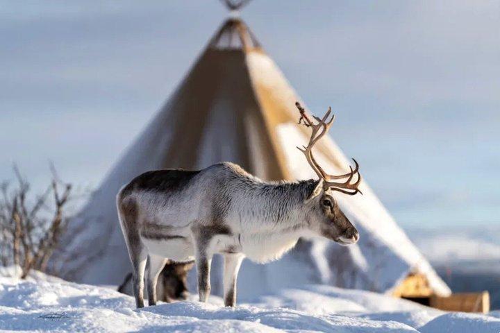 Tromso Reindeer Feeding Sami Culture Experience
