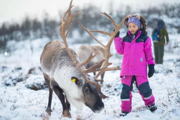 Tromso Reindeer Feeding Sami Culture Experience