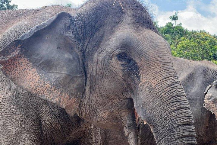Special Kulen Elephant Forest Tour with Airport Transfer