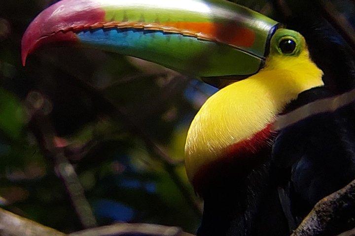 Birdwatching Tour in Curicancha Cloud Forest