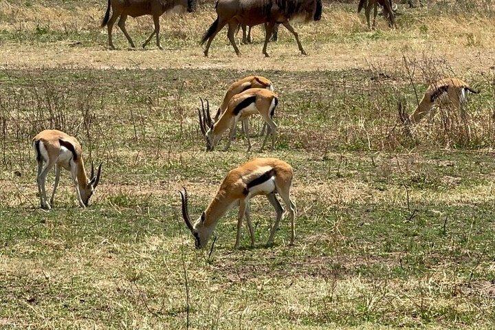 4 Days Group Camping Safari Tour