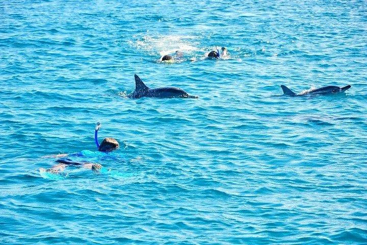 Wild Dolphin Swim & Curated Southwest Mauritius Experience