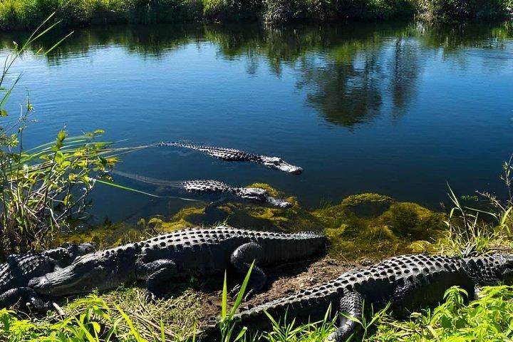 Miami Everglades Roofless Airboat Adventure with Hotel Pickup