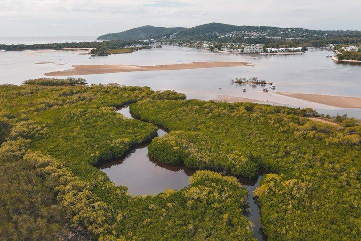 Mangroves and Mansions Guided Kayak Tour on the Noosa River