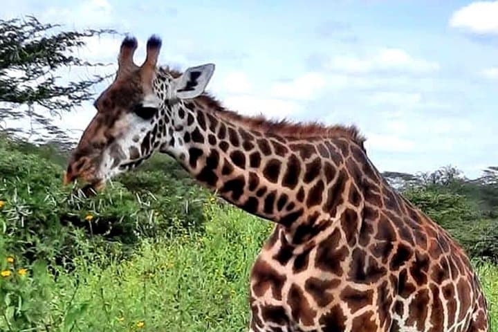 6 Day Private Kenya Safari Wildlife and Watamu Beach Experience