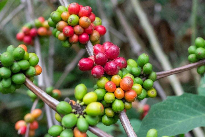 Maasai Village, Materuni Waterfalls & Coffee Tour