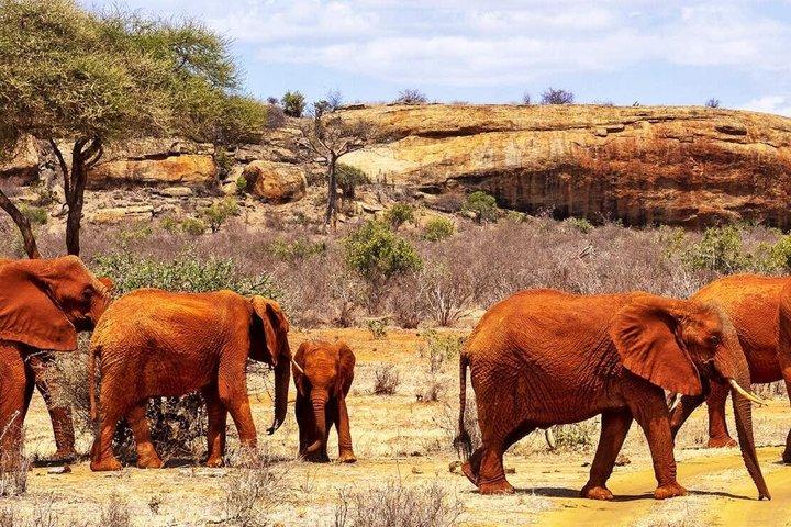 1 Day Safari Adventure to Tsavo East National Park From Mombasa