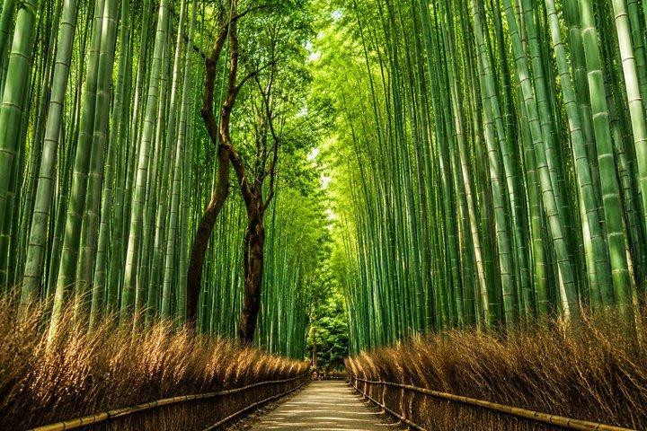 Kyoto Private Car Charter with English Driver Flexible Itinerary