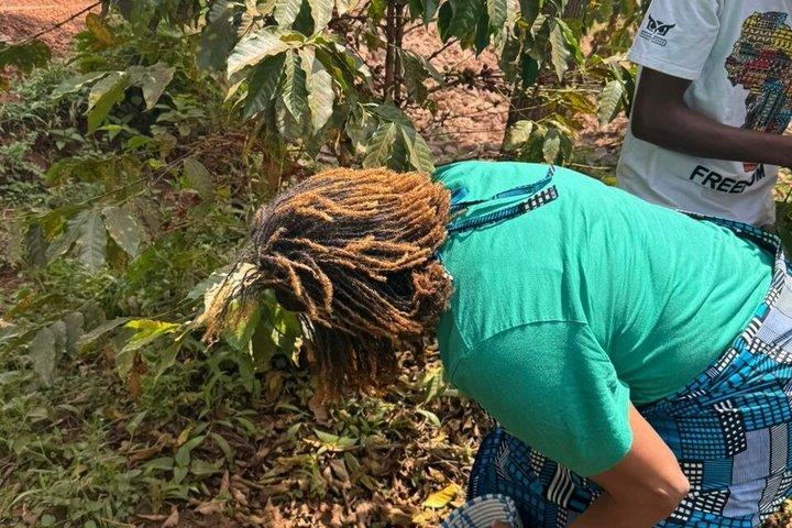 Rwanda Kigali Coffee Crop to Cup Tour experience