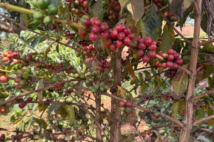 Rwanda Kigali Coffee Crop to Cup Tour experience