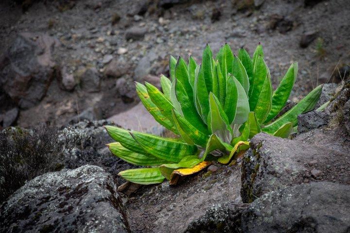 Private Mount Kilimanjaro Day Hike: Shira Plateau or Marangu