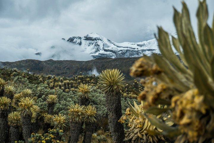 Private Mount Kilimanjaro Day Hike: Shira Plateau or Marangu