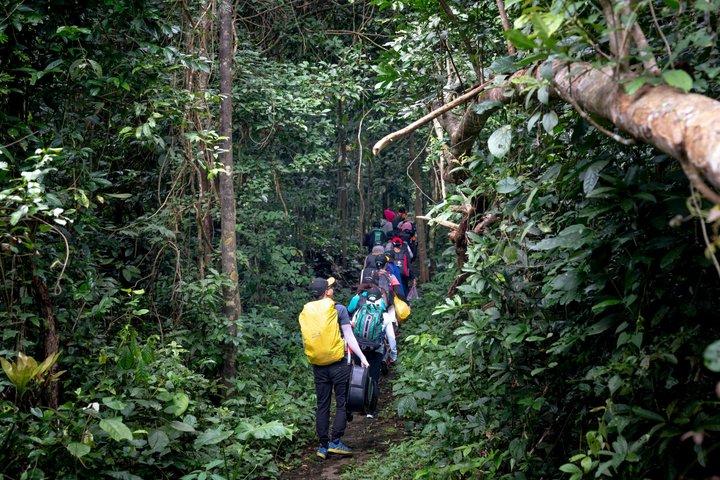 Private Mount Kilimanjaro Day Hike: Shira Plateau or Marangu