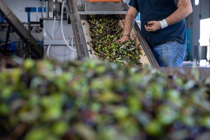 Extra Virgin Olive Oil Tasting at a Family Frantoio in Ugento
