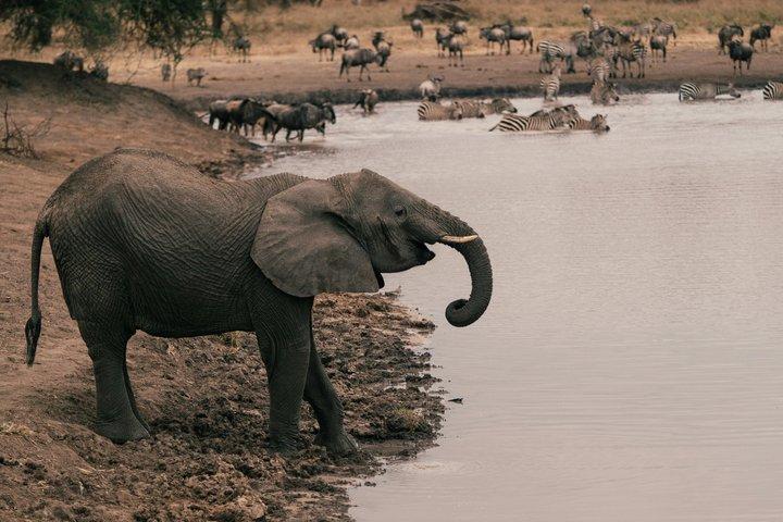 3-Day Camping Safari Tarangire, Ngorongoro and Lake Manyara
